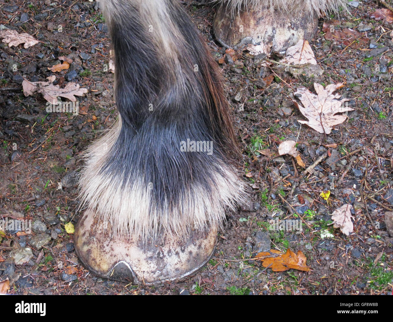 La parte inferiore della gamba dettaglio da un gruppo di lavoro del shire cavallo Foto Stock