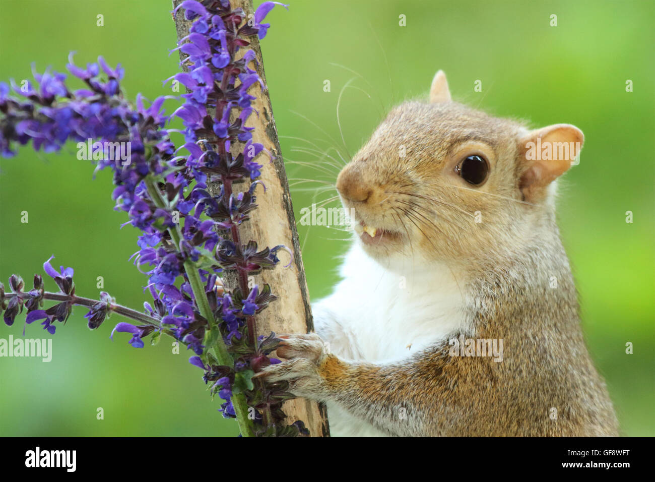 Uno scoiattolo grigio con una molla bouquet. Foto Stock