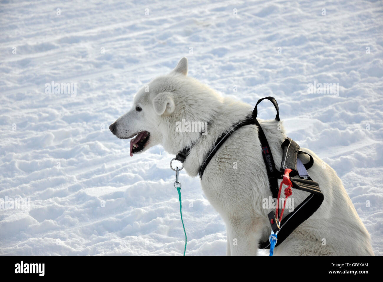 Norvegia Tromso, Sled Dog Foto Stock