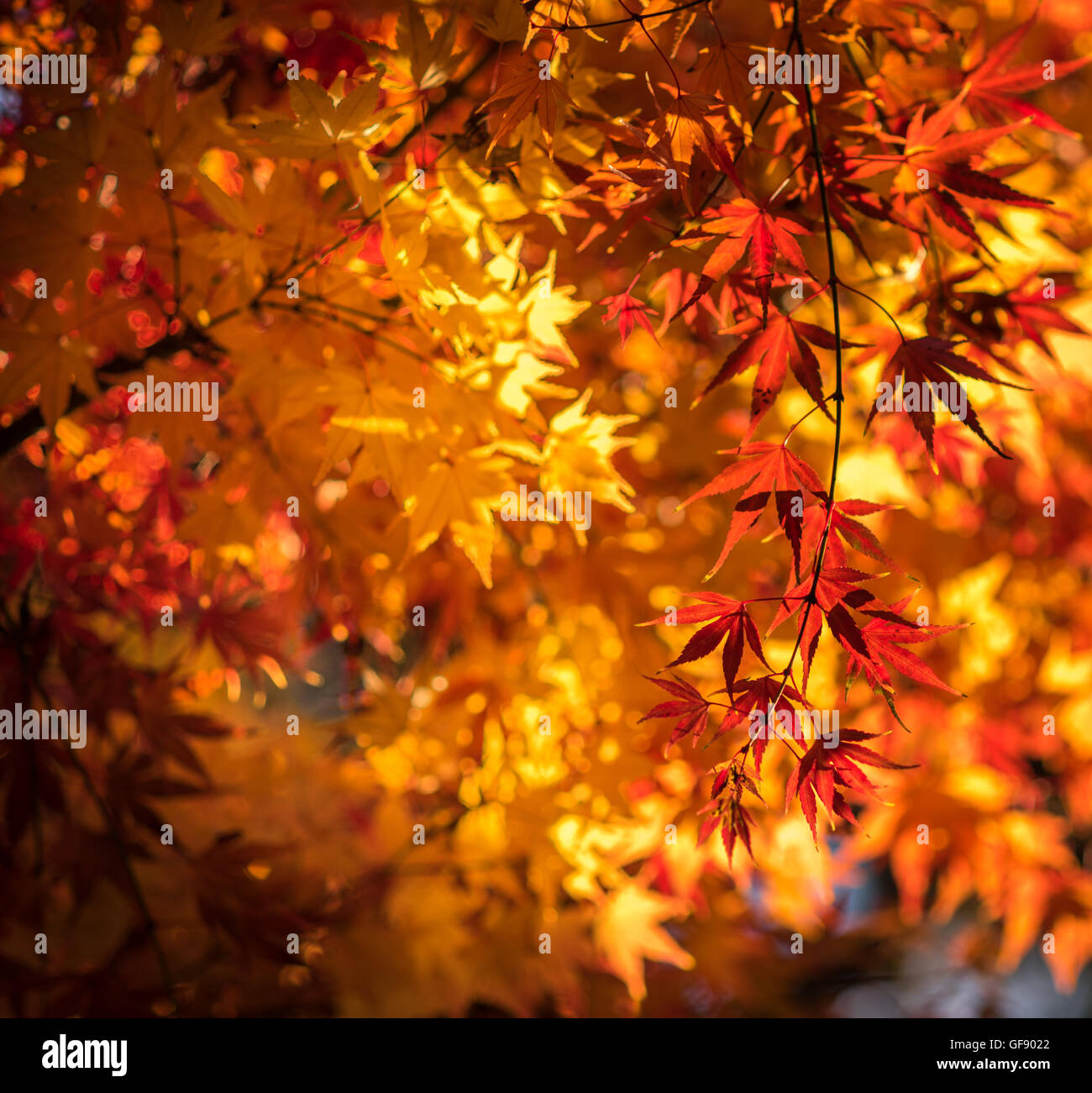 Foglie di autunno, molto superficiale la messa a fuoco Foto Stock