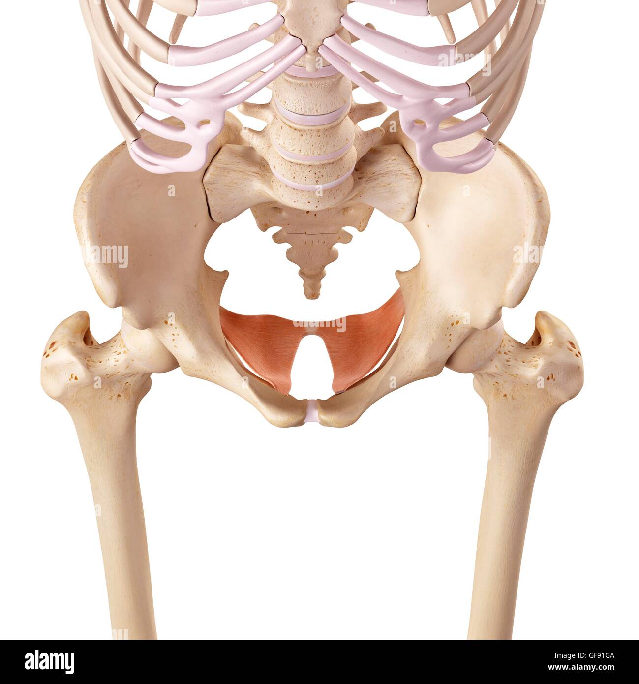 Pelvi umana, illustrazione. Foto Stock