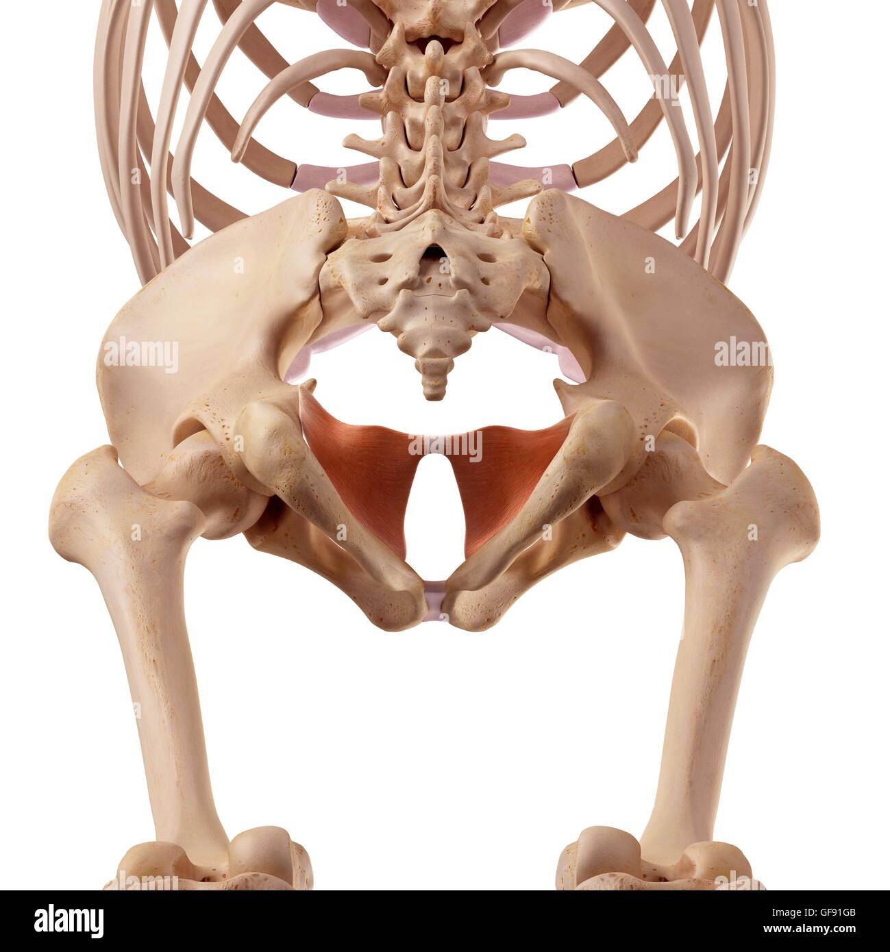 Pelvi umana, illustrazione. Foto Stock