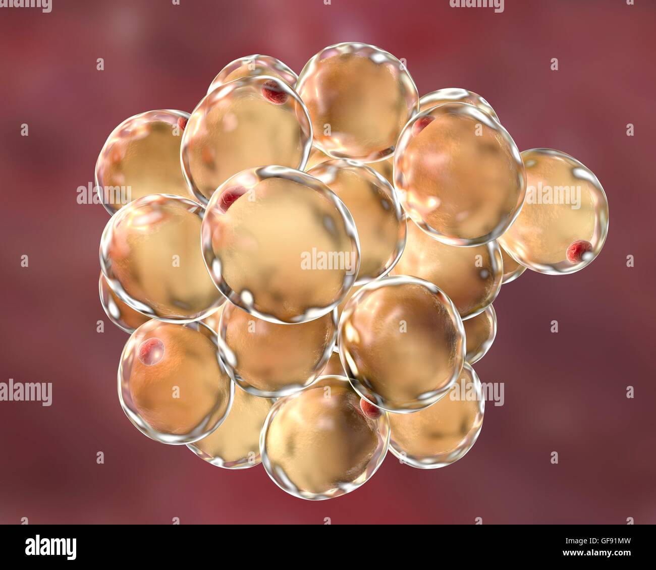 Le cellule di grasso, illustrazione del computer. Tessuto adiposo bianco composto da adipociti (cellule di grasso). Gli adipociti formare tessuto adiposo, che immagazzina energia come uno strato isolante di grasso. Tessuto adiposo bianco è usato come un negozio di energia ma anche come tessuto secretorio, s Foto Stock