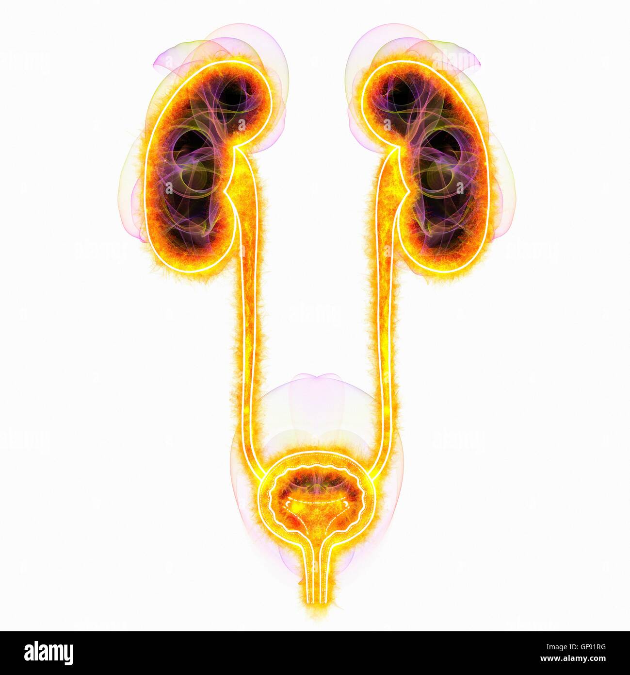 Umano sistema urinario, illustrazione. Foto Stock