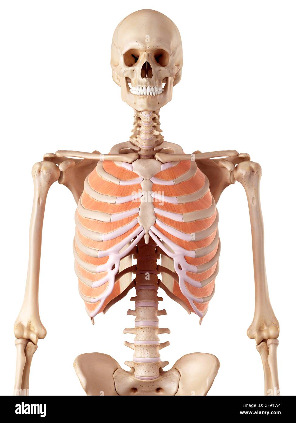 Umano i muscoli del torace, illustrazione. Foto Stock