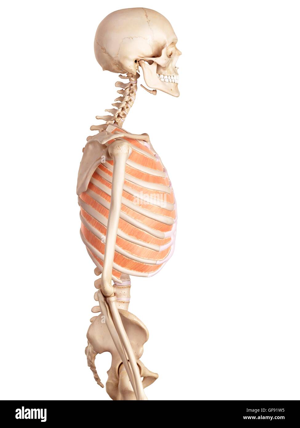 Umano i muscoli del torace, illustrazione. Foto Stock