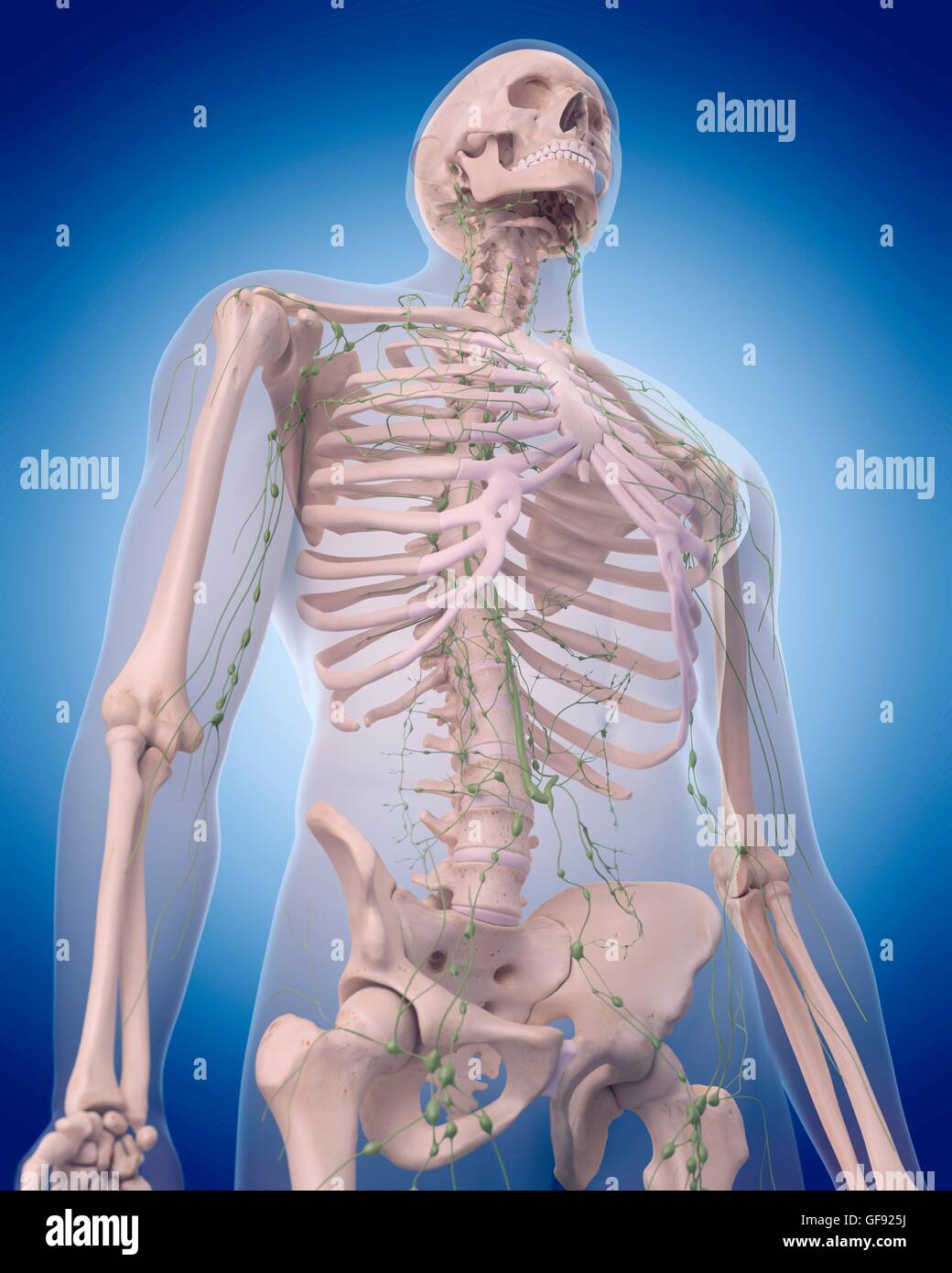 Umano sistema linfatico, illustrazione. Foto Stock