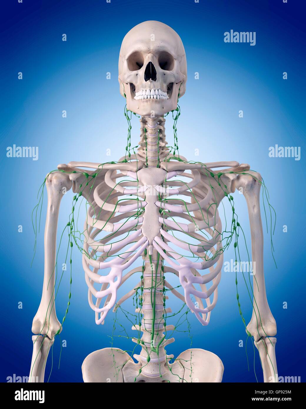 Umano sistema linfatico, illustrazione. Foto Stock