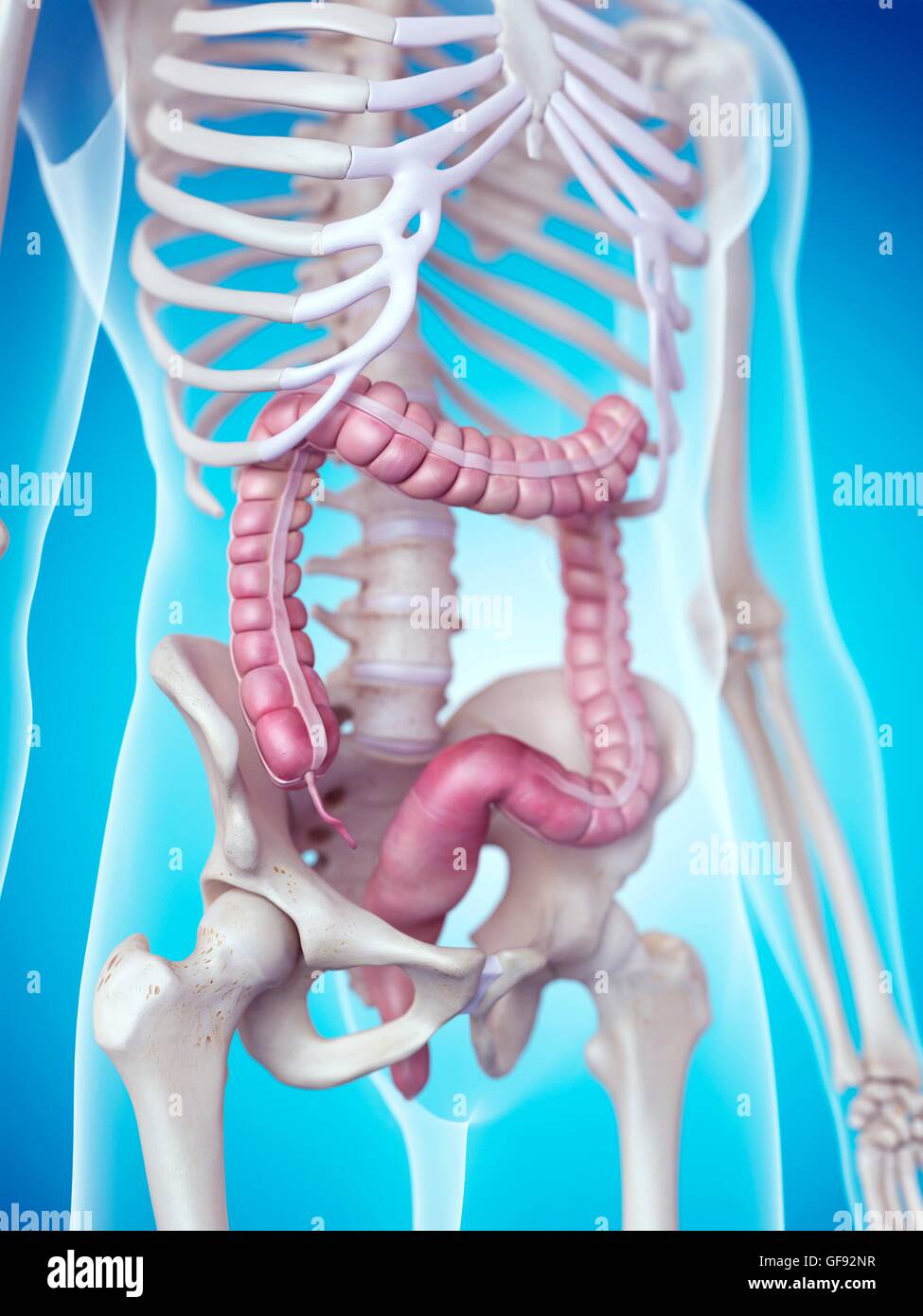 Colon umano, illustrazione. Foto Stock