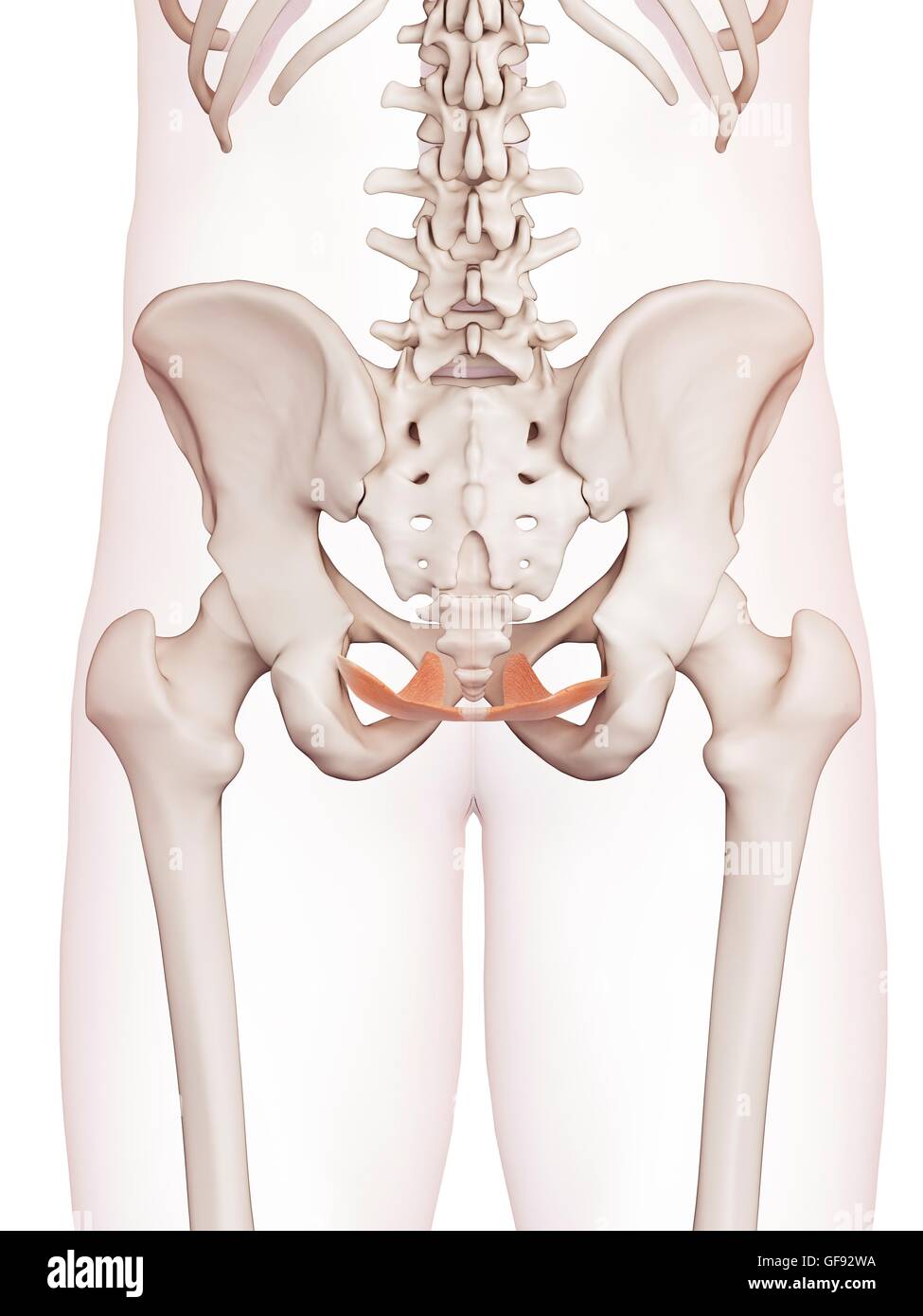 Umano pavimento pelvico muscoli, illustrazione. Foto Stock