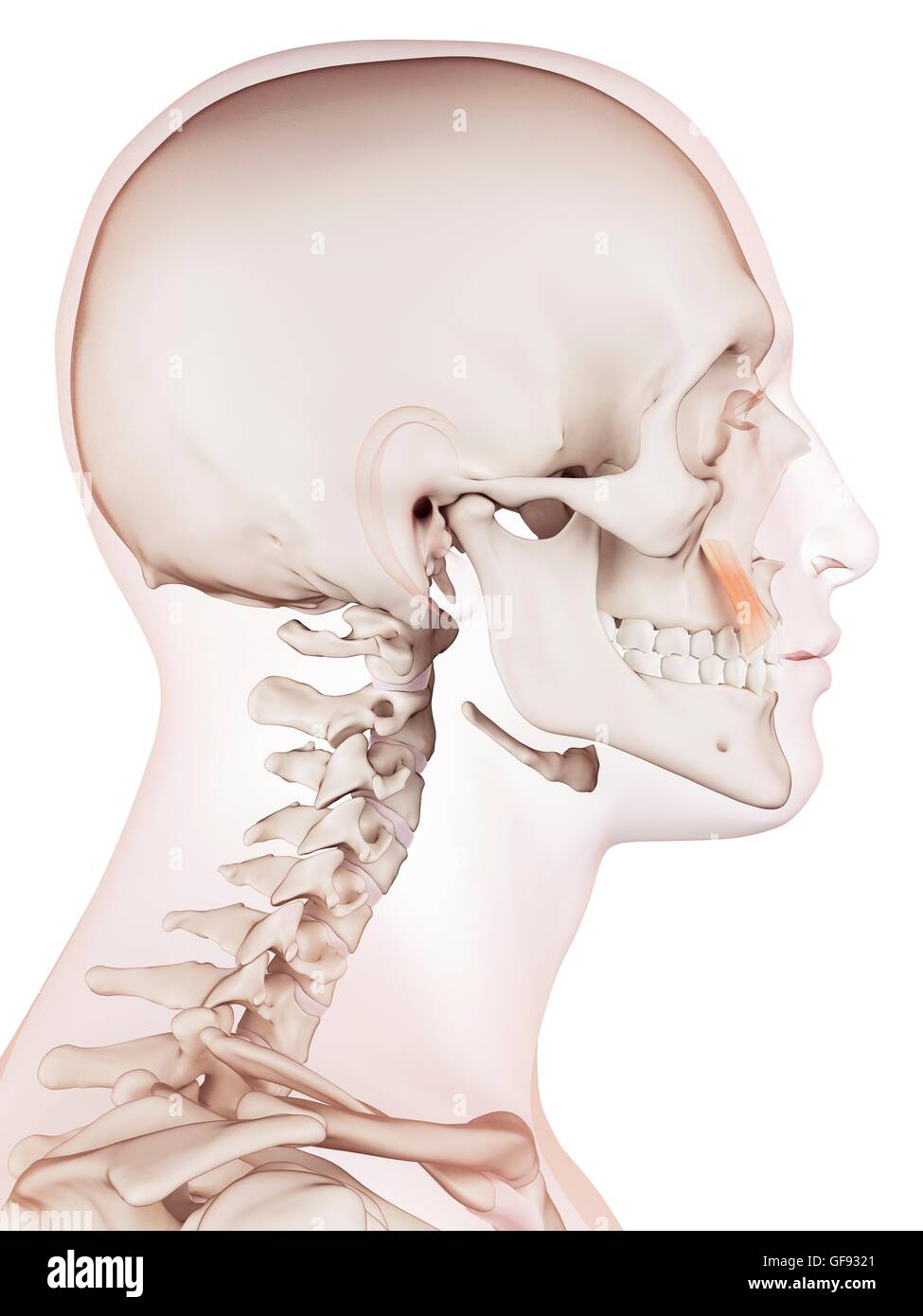 Umano i muscoli facciali, illustrazione. Foto Stock