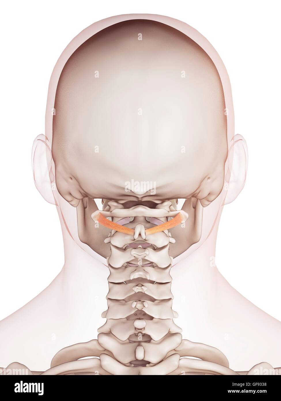 Umano i muscoli del collo, illustrazione. Foto Stock