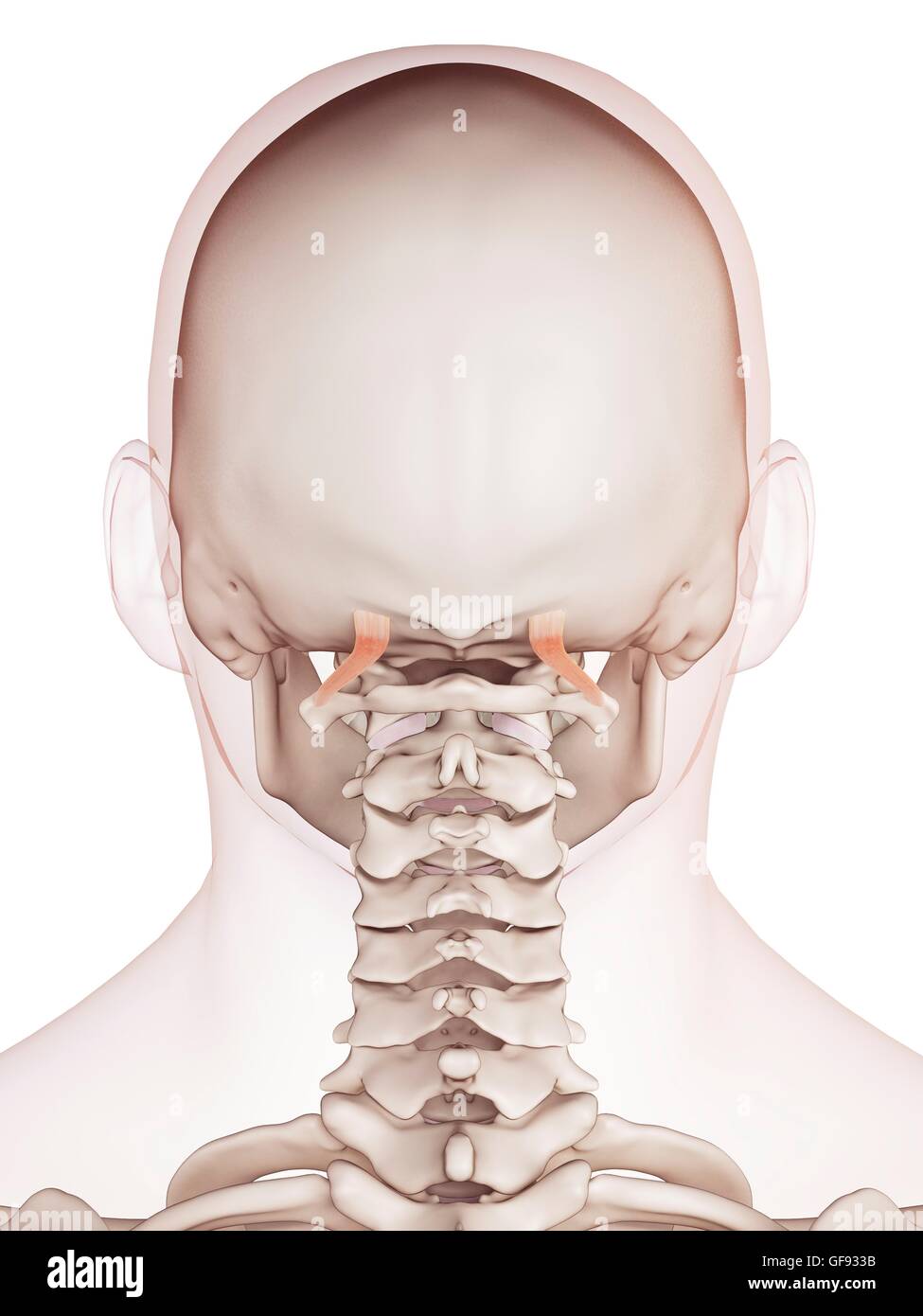 Umano i muscoli del collo, illustrazione. Foto Stock