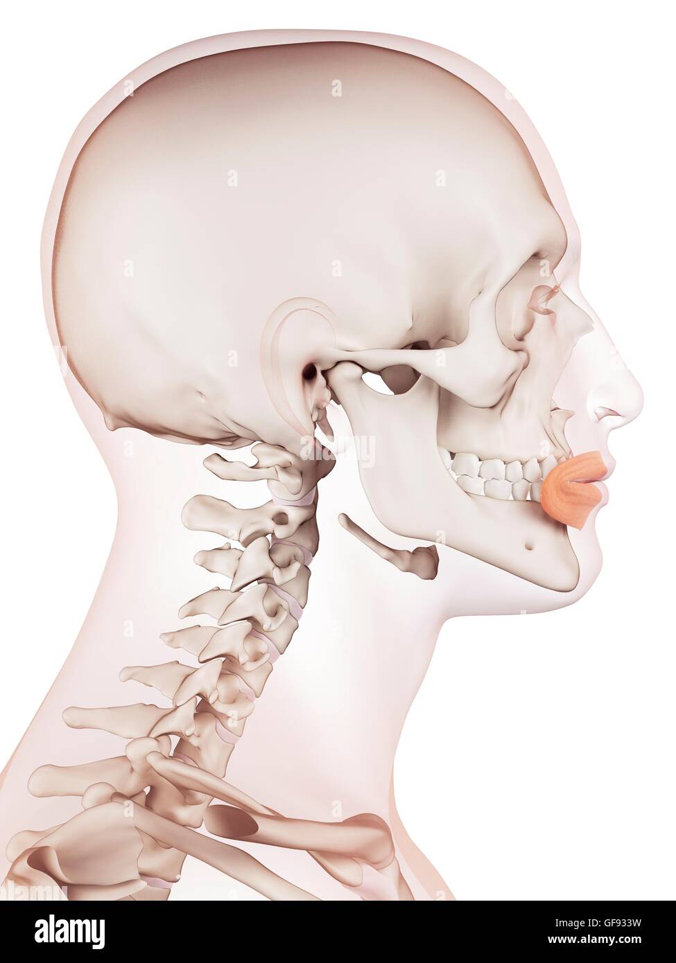 Bocca umana muscoli, illustrazione. Foto Stock