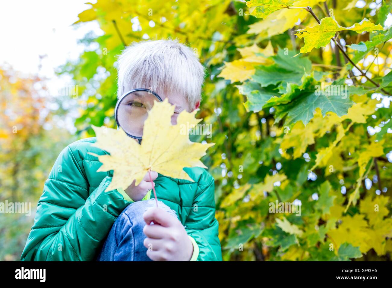 Modello rilasciato. Ragazzo esaminando autumn leaf con lente di ingrandimento. Foto Stock