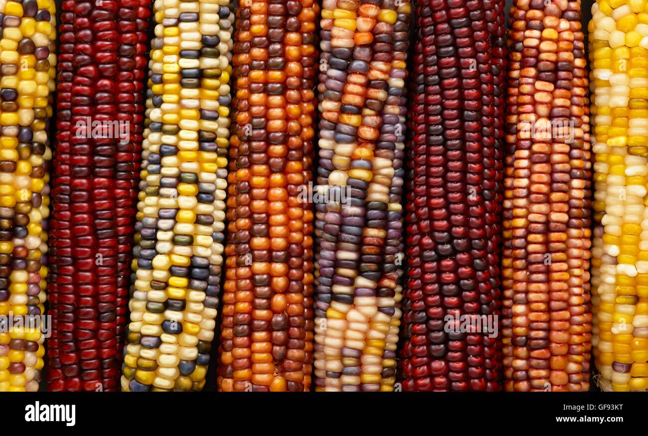 Selce, mais (Zea mays indurata), full frame. Foto Stock
