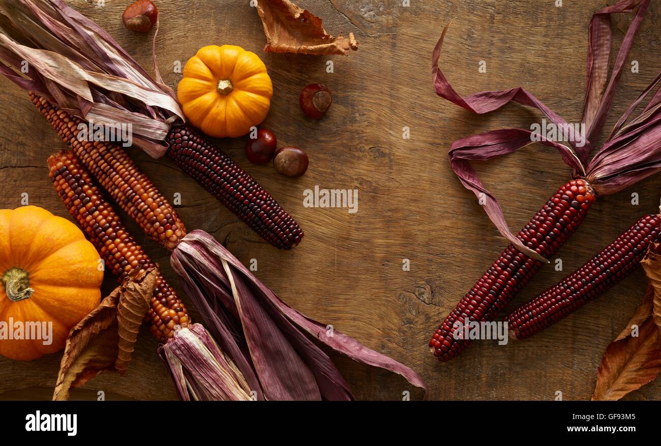 Il mais vitreo (Zea mays indurata) e zucche, still life. Foto Stock