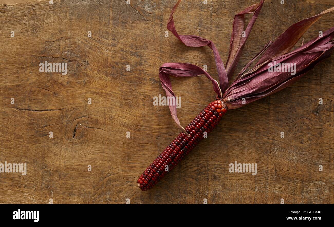 Selce, mais (Zea mays indurata), ancora in vita. Foto Stock
