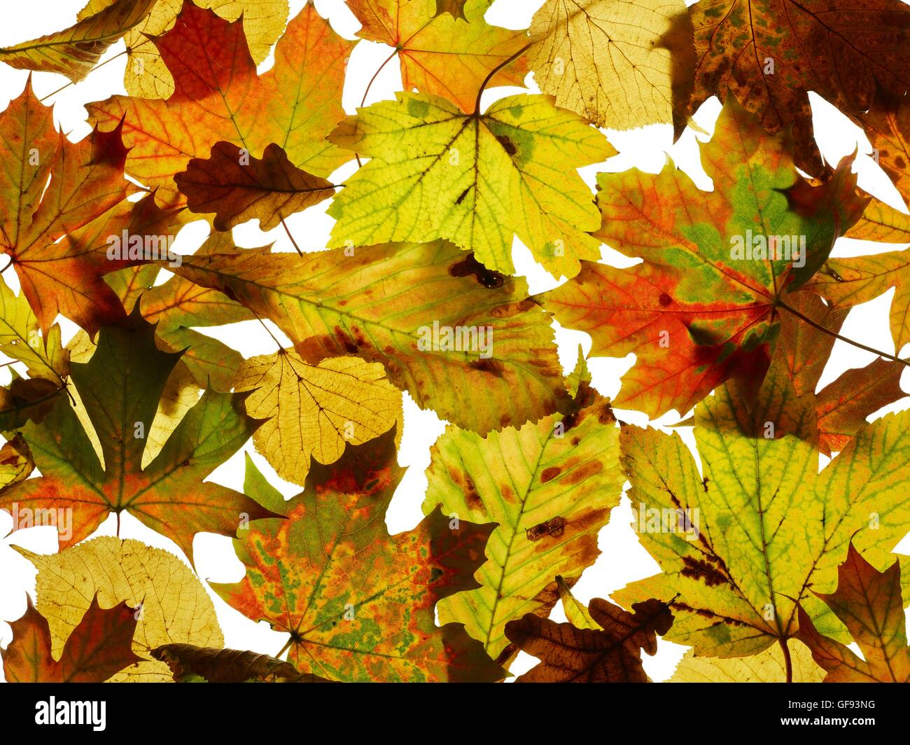 Foglie di autunno, studio shot. Foto Stock