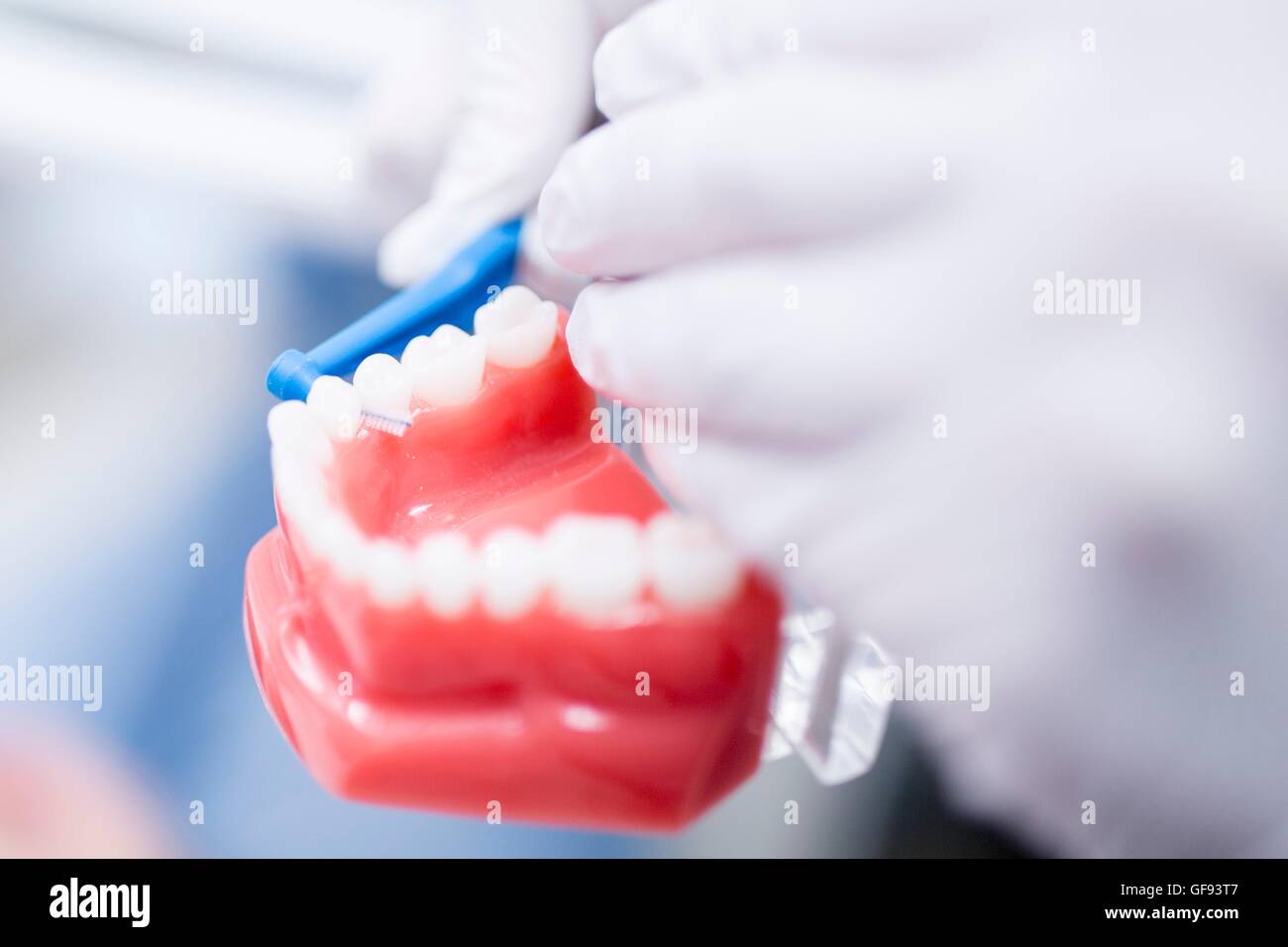 Dentista che mostra le dentiere, close-up. Foto Stock