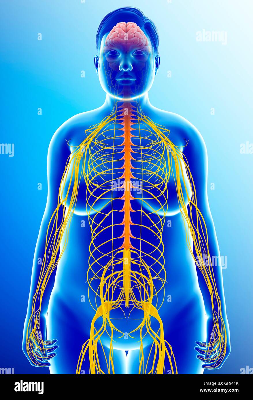 Illustrazione della femmina del sistema nervoso. Foto Stock