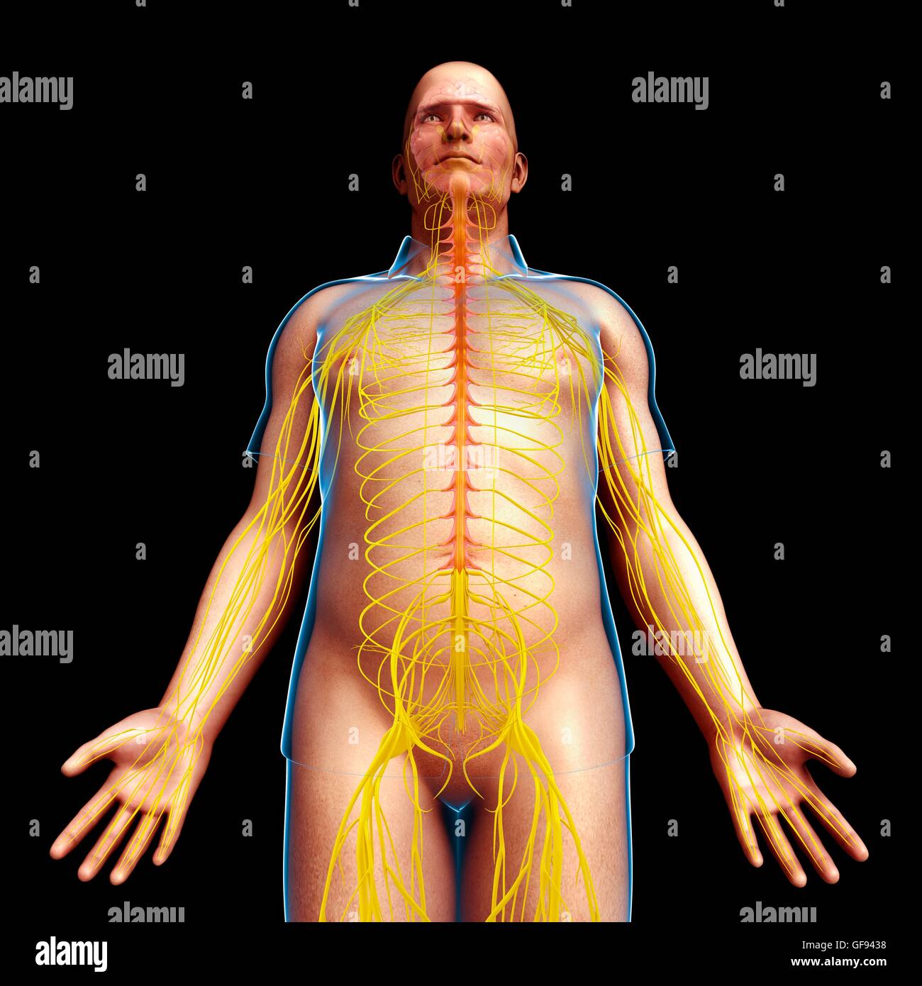 Illustrazione del maschio del sistema nervoso. Foto Stock