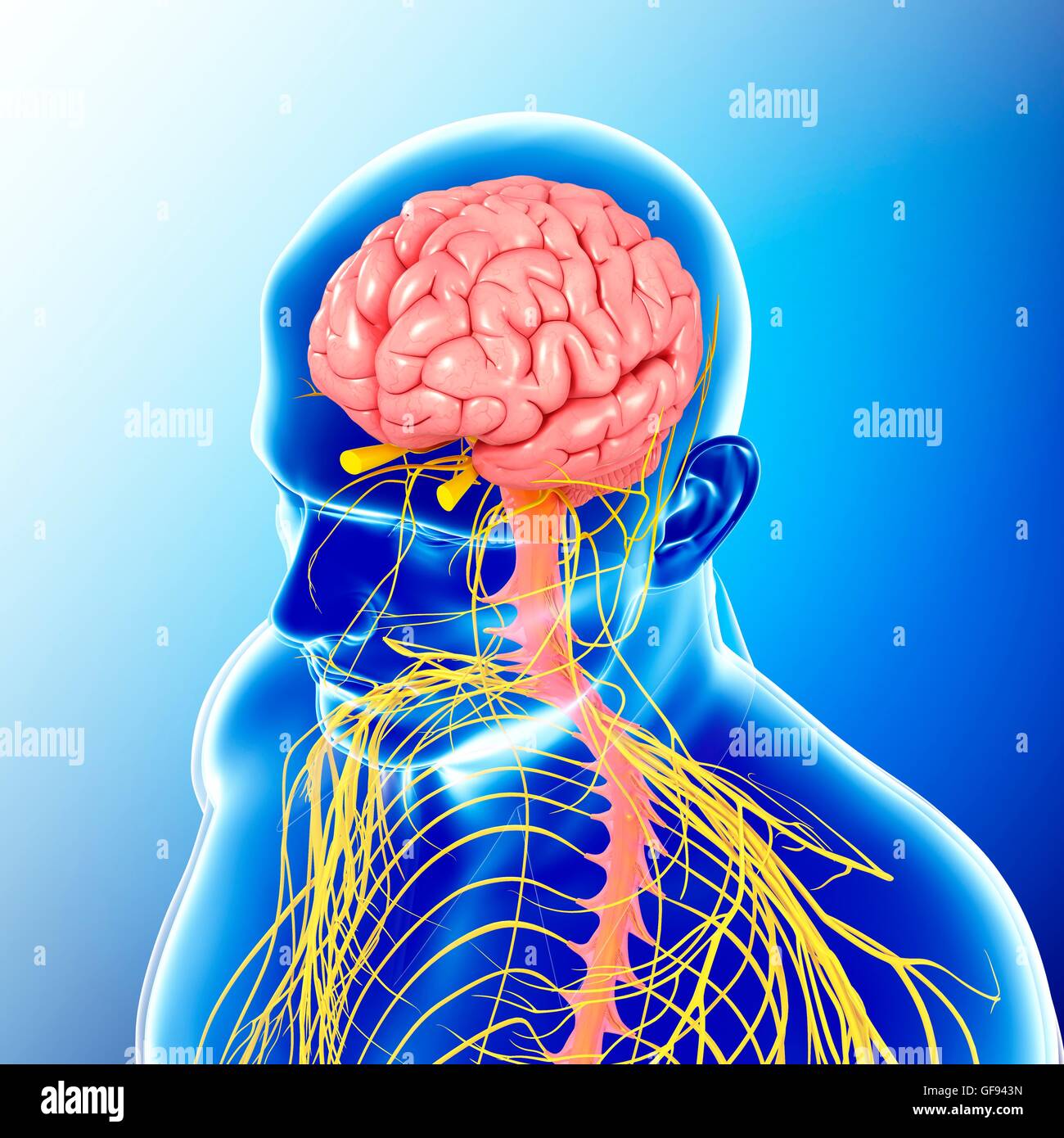 Illustrazione della testa maschio e il torace del sistema nervoso. Foto Stock