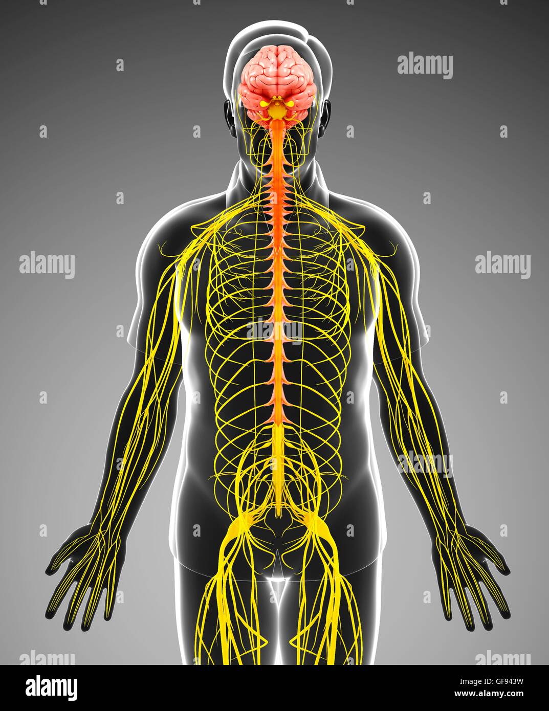 Illustrazione del maschio del sistema nervoso. Foto Stock