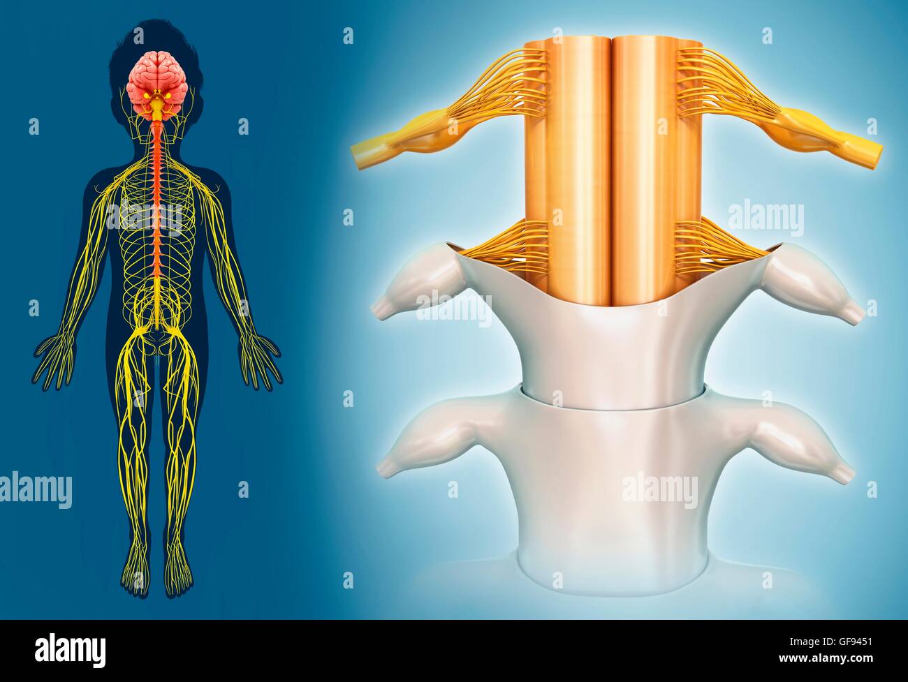 Illustrazione del bambino il midollo spinale. Foto Stock