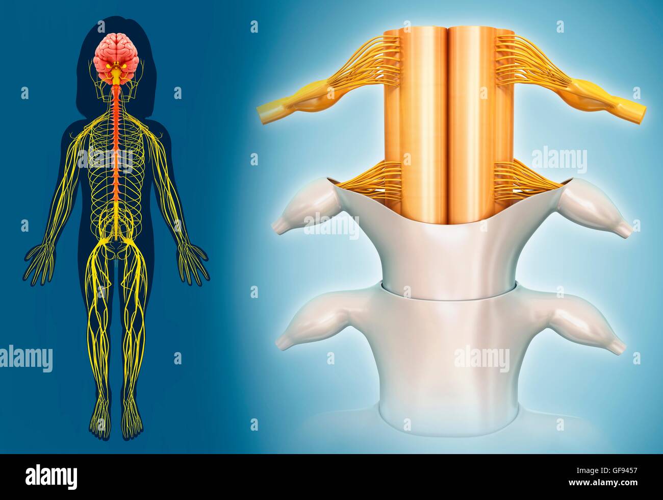 Illustrazione del bambino il midollo spinale. Foto Stock