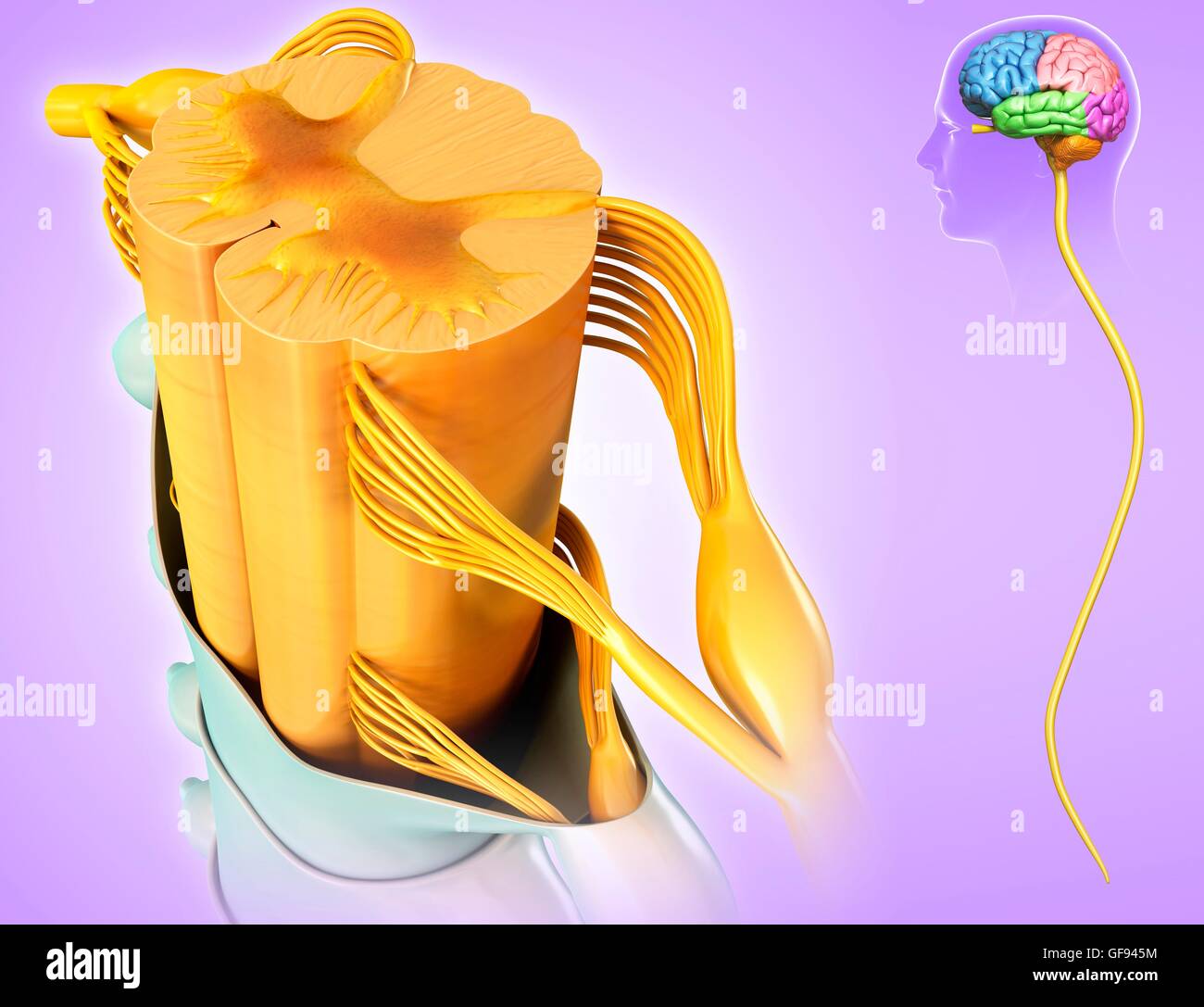 Illustrazione del midollo spinale sezione trasversale. Foto Stock