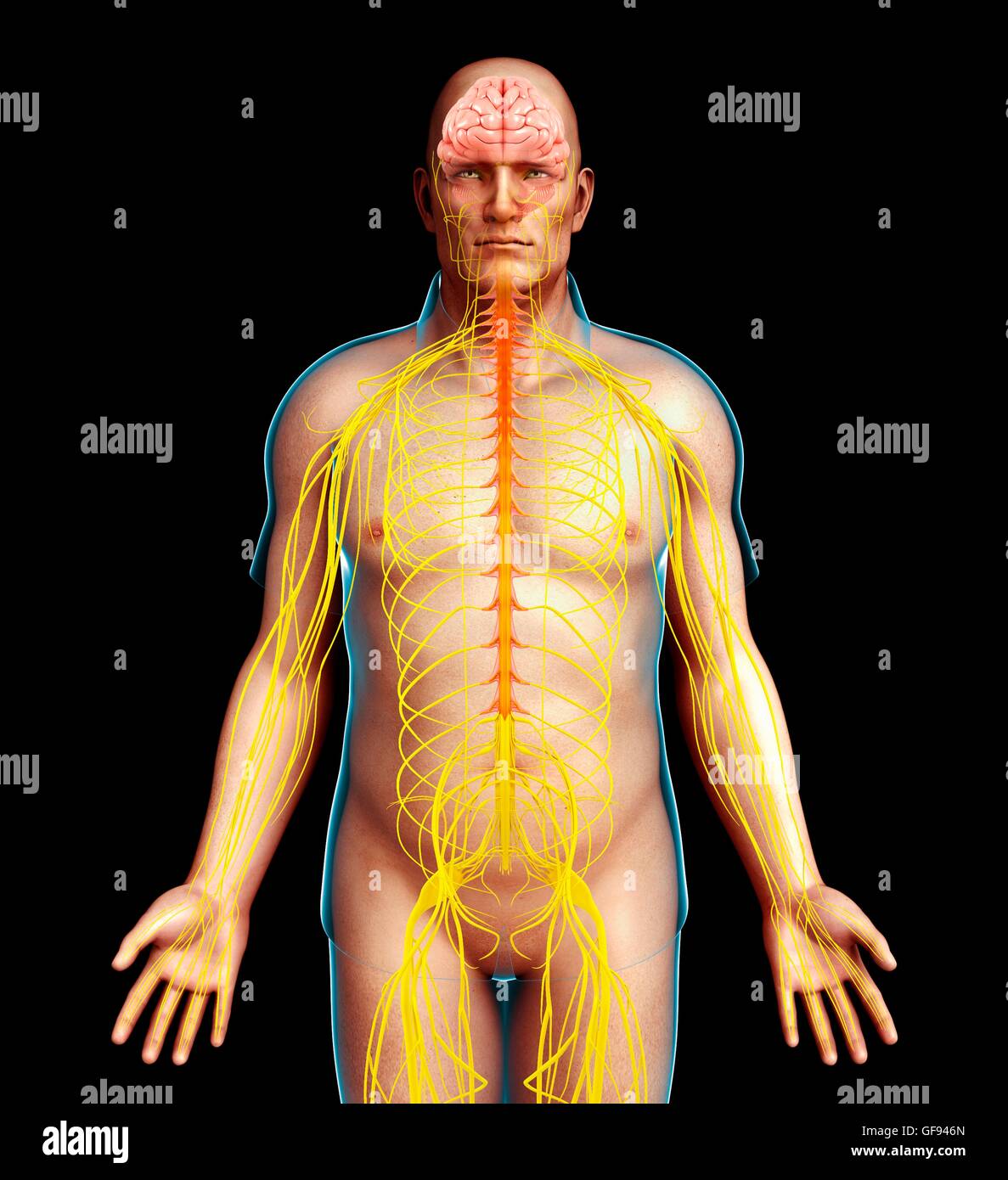 Illustrazione del maschio del sistema nervoso. Foto Stock