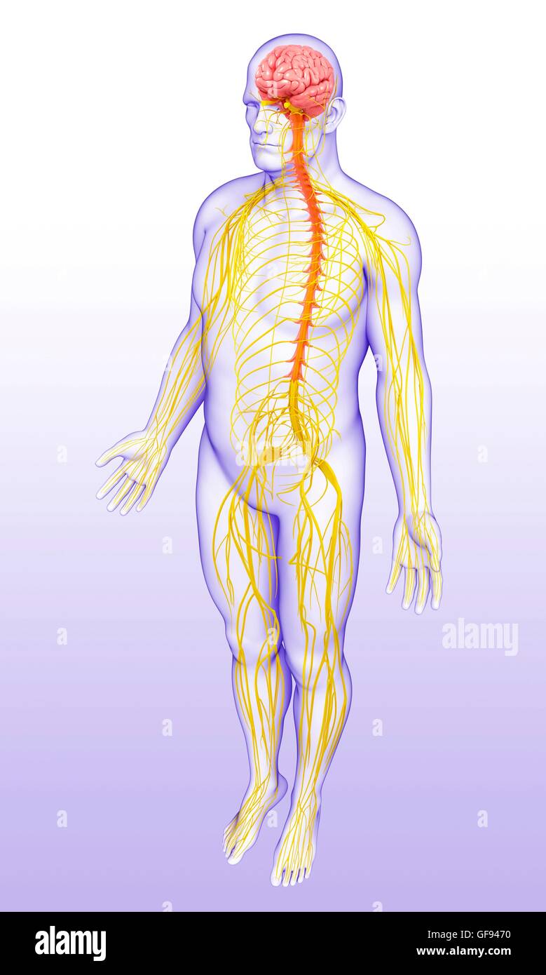 Illustrazione del maschio del sistema nervoso. Foto Stock