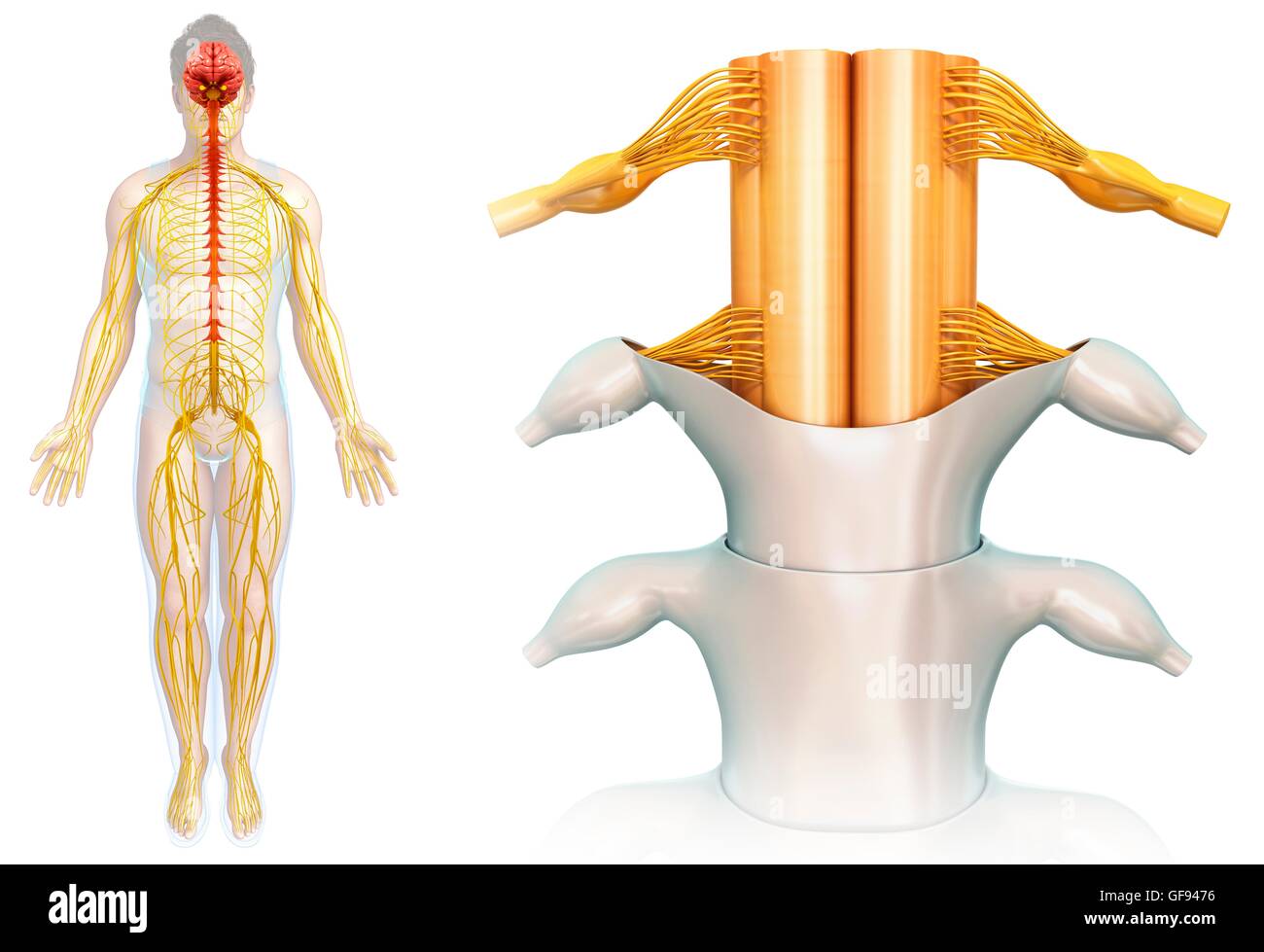Illustrazione del midollo spinale anatomia. Foto Stock