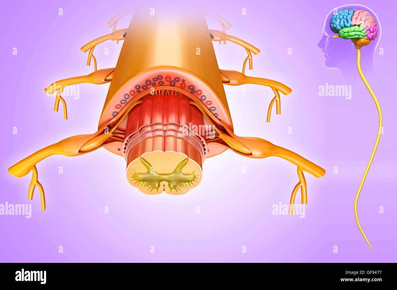 Illustrazione del midollo spinale anatomia sezione trasversale. Foto Stock