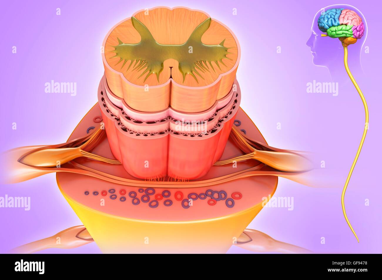 Illustrazione del midollo spinale anatomia sezione trasversale. Foto Stock