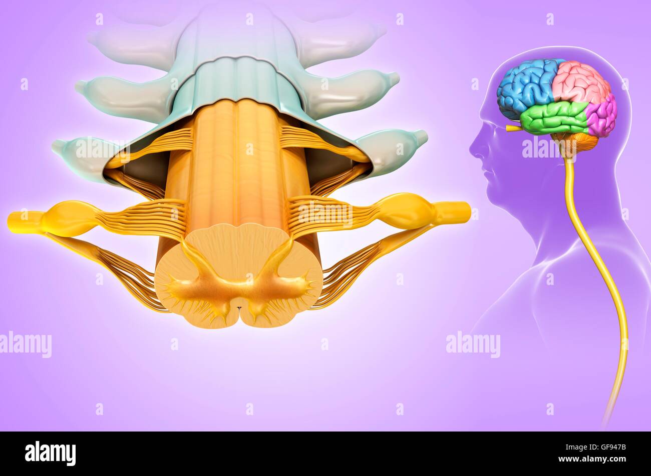 Illustrazione del midollo spinale anatomia sezione trasversale. Foto Stock