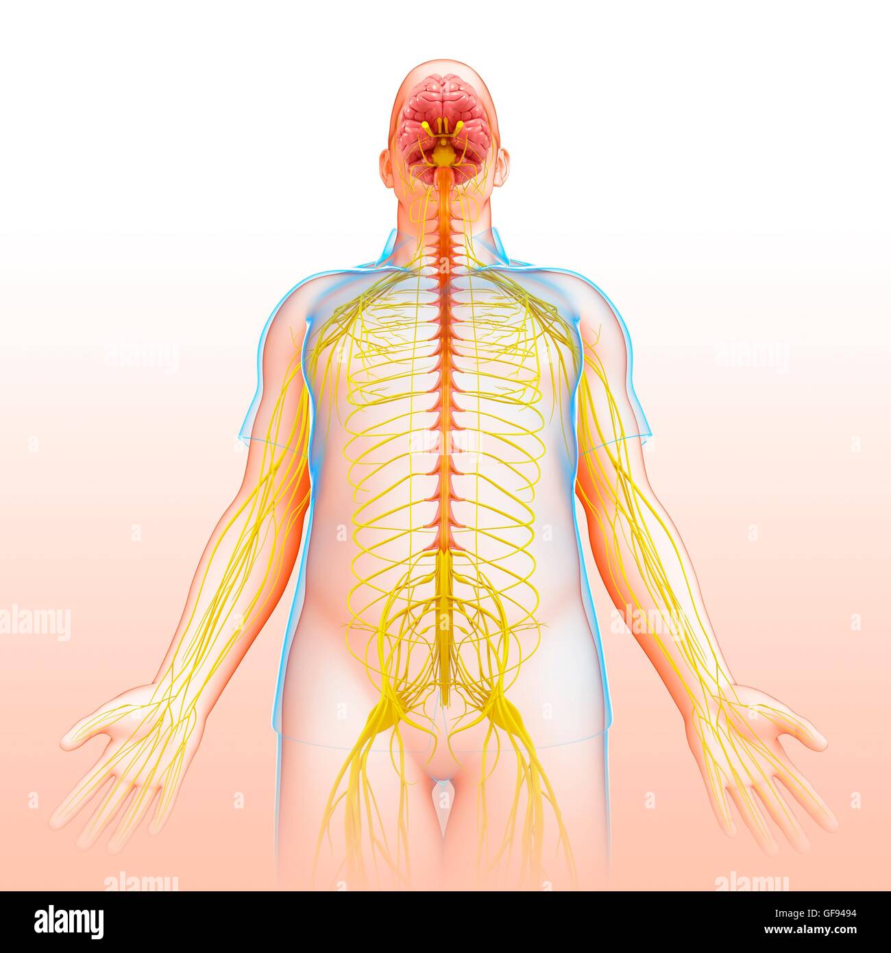 Illustrazione del maschio del sistema nervoso. Foto Stock