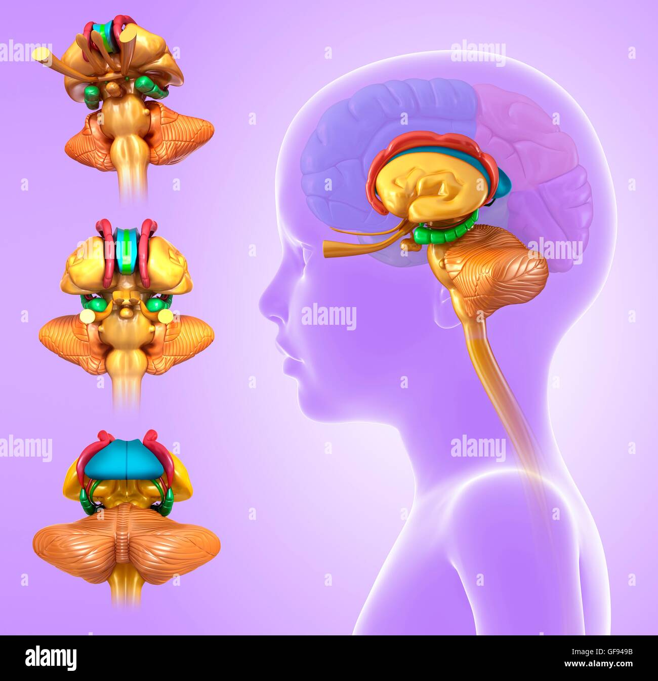 Illustrazione del bambino anatomia cerebrale. Foto Stock