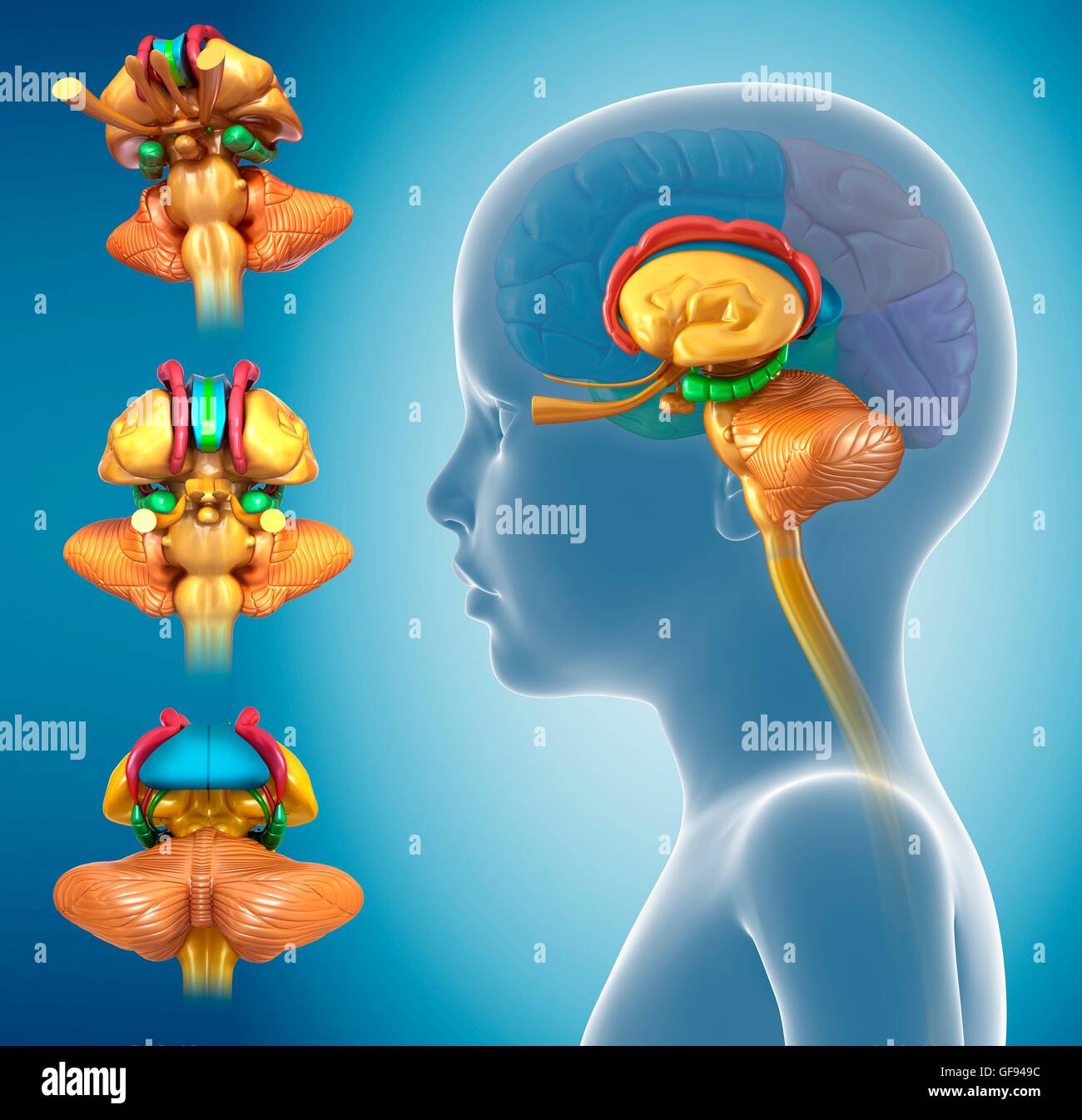 Illustrazione del bambino anatomia cerebrale. Foto Stock