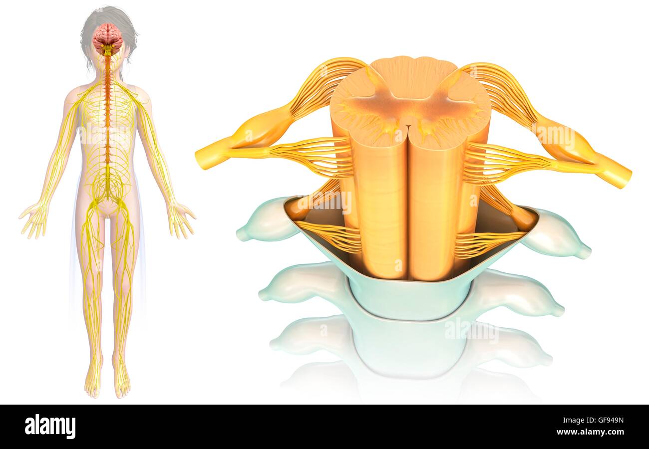 Illustrazione del bambino il midollo spinale sezione trasversale. Foto Stock