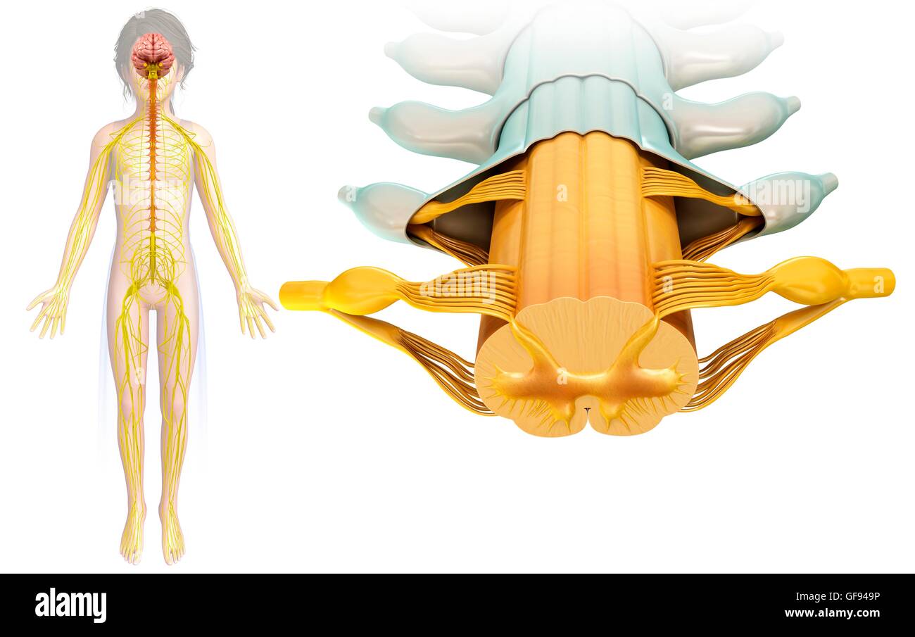 Illustrazione del bambino il midollo spinale sezione trasversale. Foto Stock