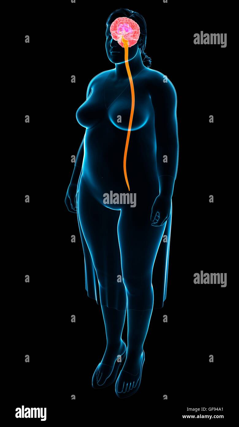 Illustrazione della femmina del sistema nervoso centrale. Foto Stock