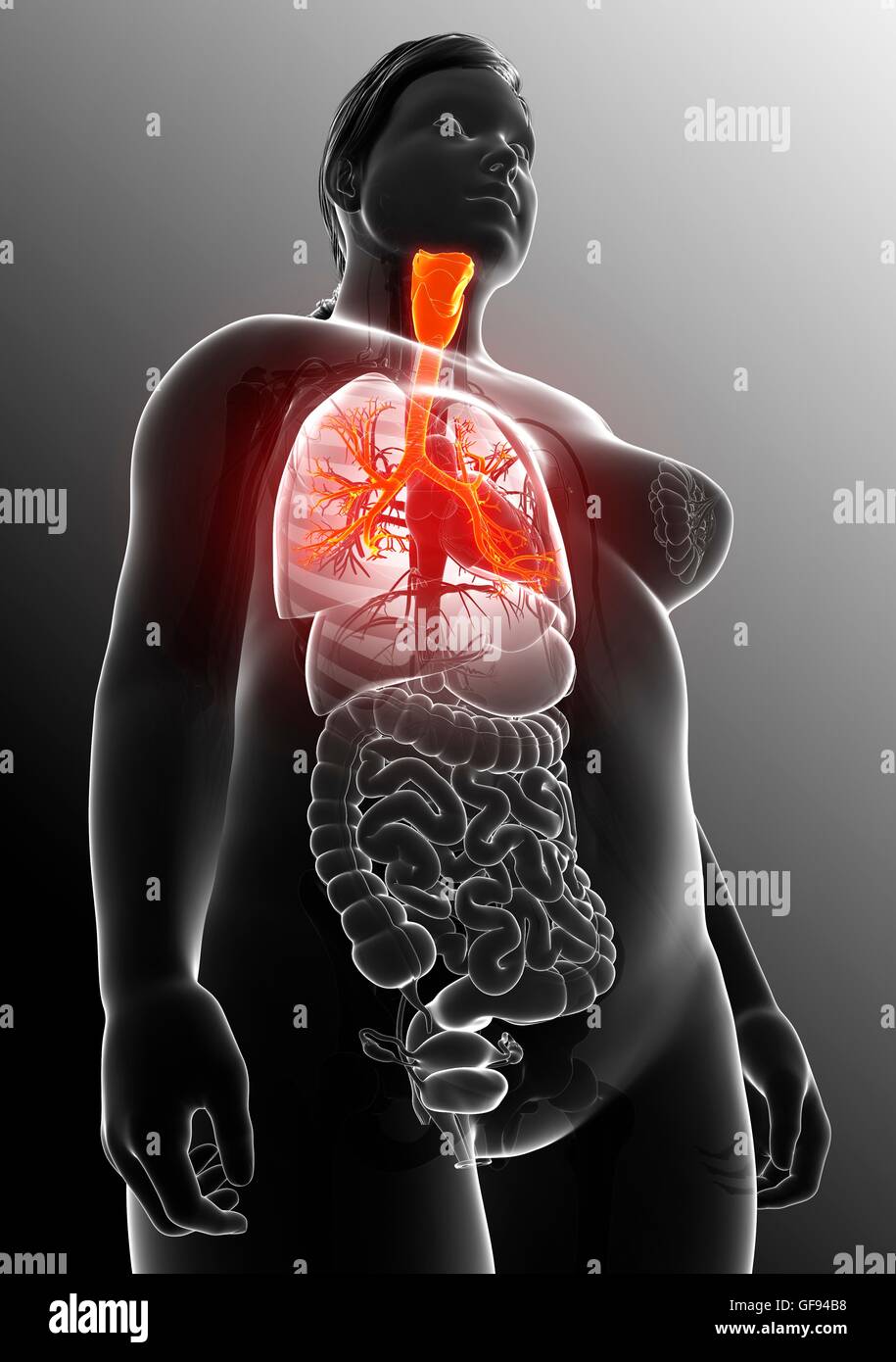 Illustrazione dei bronchi femmina. Foto Stock