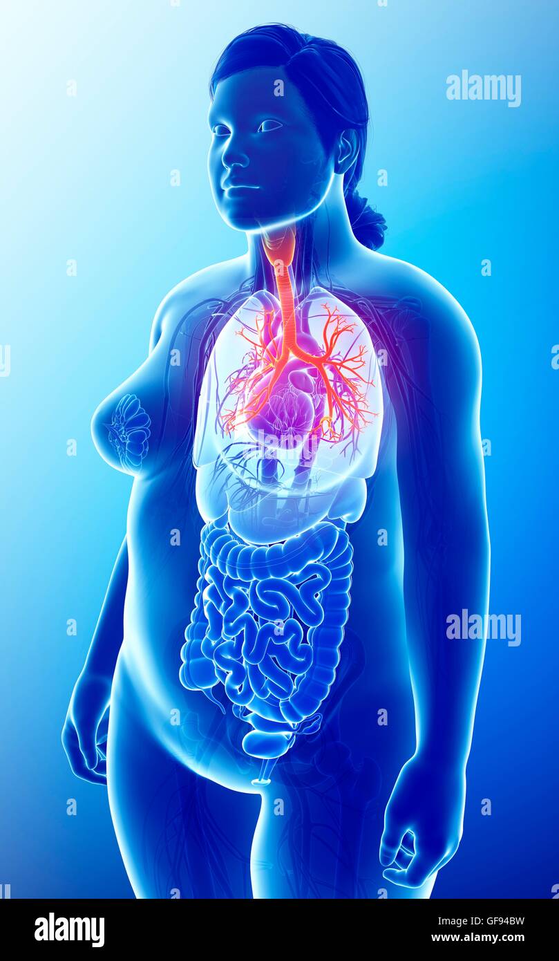 Illustrazione dei bronchi femmina. Foto Stock