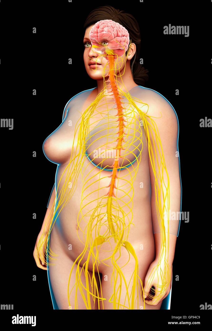 Illustrazione della femmina del sistema nervoso. Foto Stock