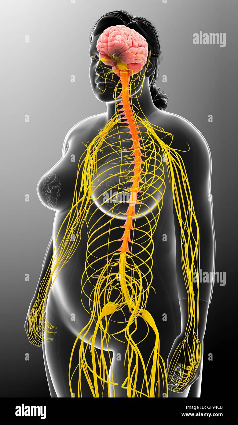 Illustrazione della femmina del sistema nervoso. Foto Stock