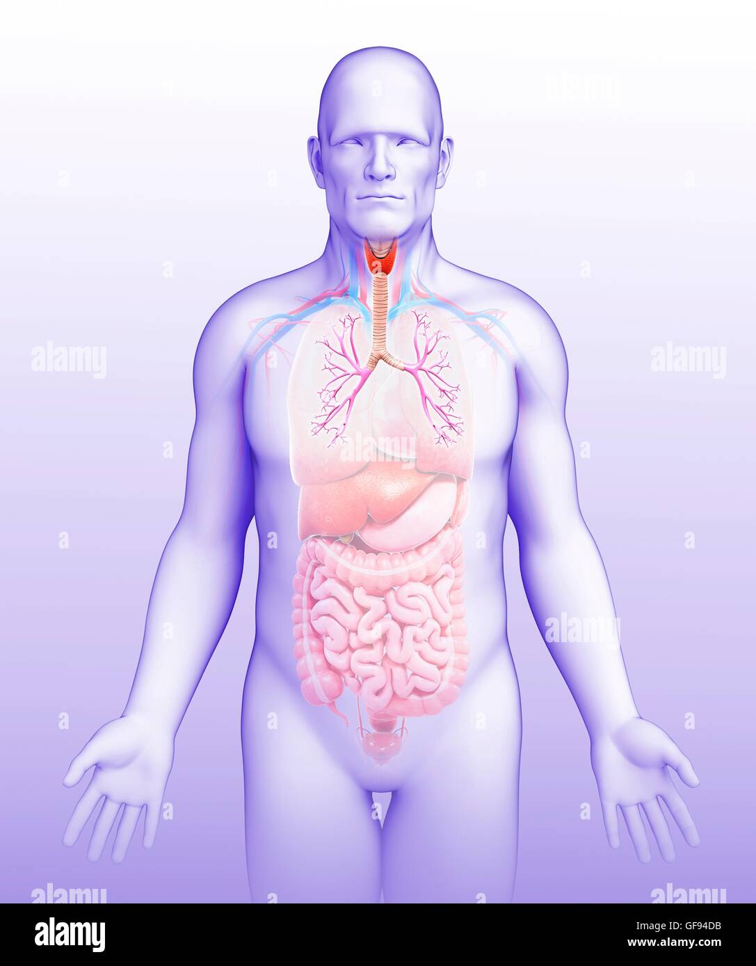 Illustrazione dei bronchi maschio. Foto Stock