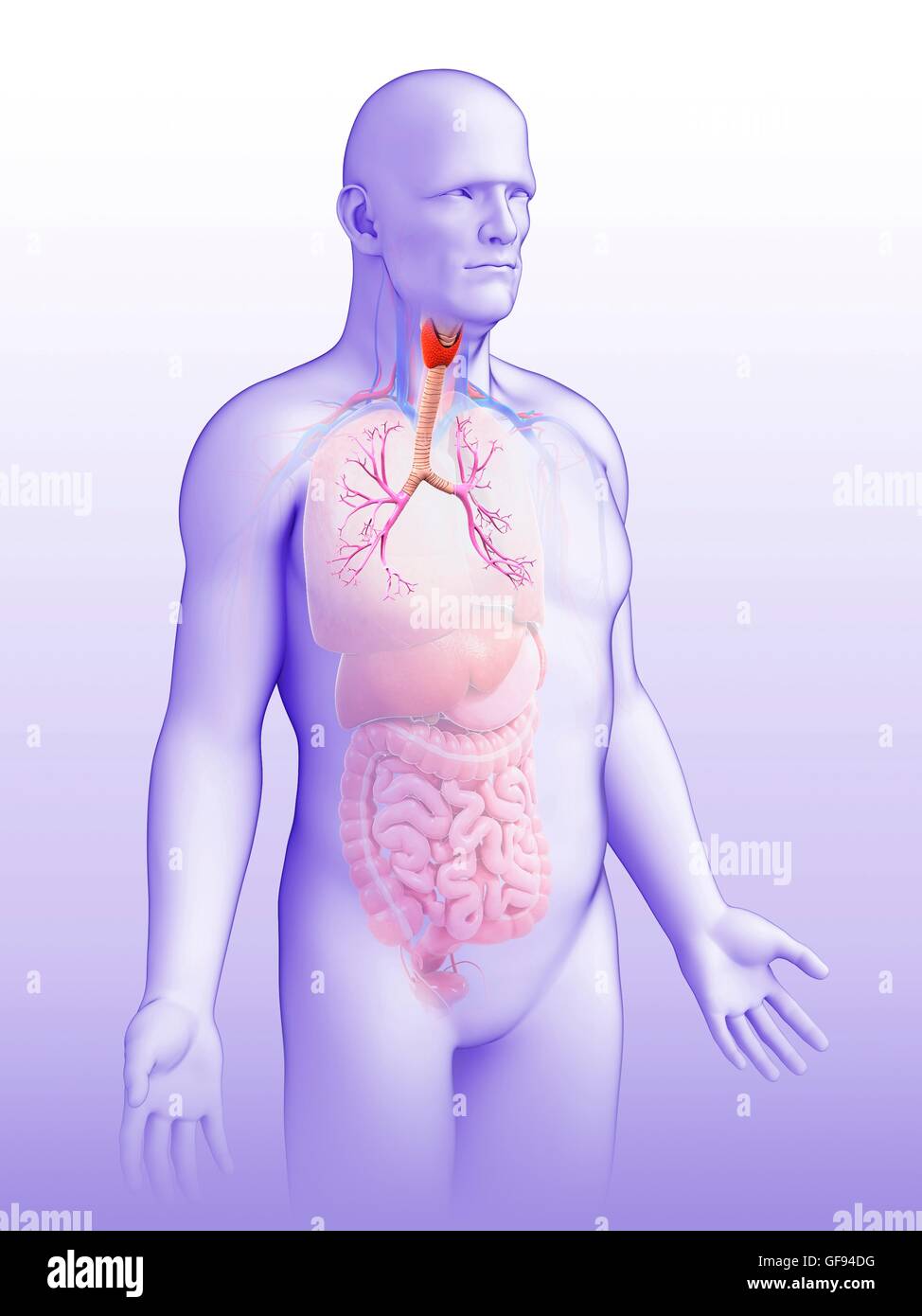Illustrazione dei bronchi maschio. Foto Stock