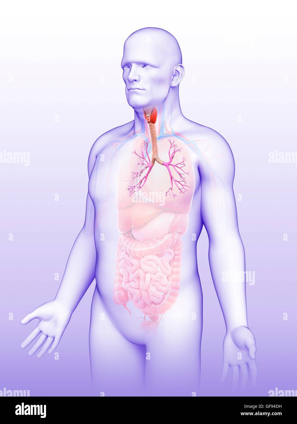 Illustrazione dei bronchi maschio. Foto Stock